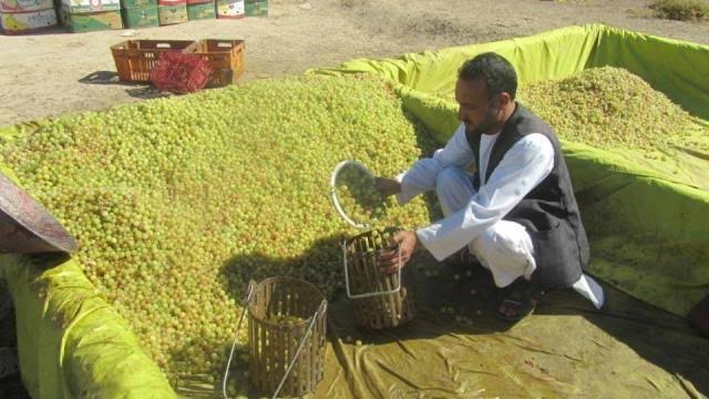 Image for Afghan green Kishmish Raisins Organics